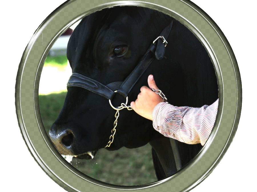 Best 20+ Goat Live Stock Supplies