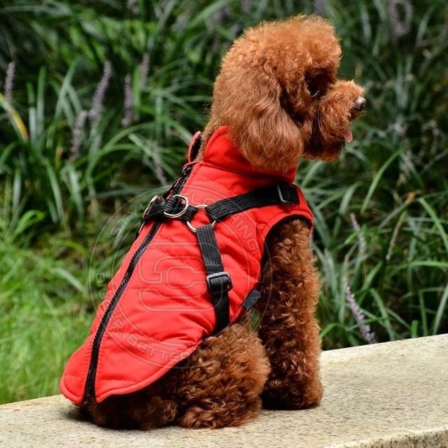 A medium-sized dog in a soft dog coat, perfect for keeping pets comfortable during cold weather