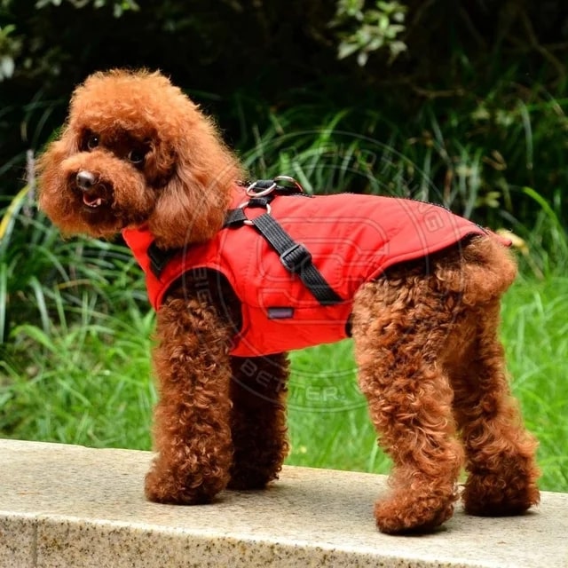 A dog enjoying a leisurely walk while wearing a stylish and soft dog coat for extra warmth