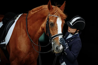 Wholesale Suppliers of Saddlery Goods – 100+ Exclusive Goods