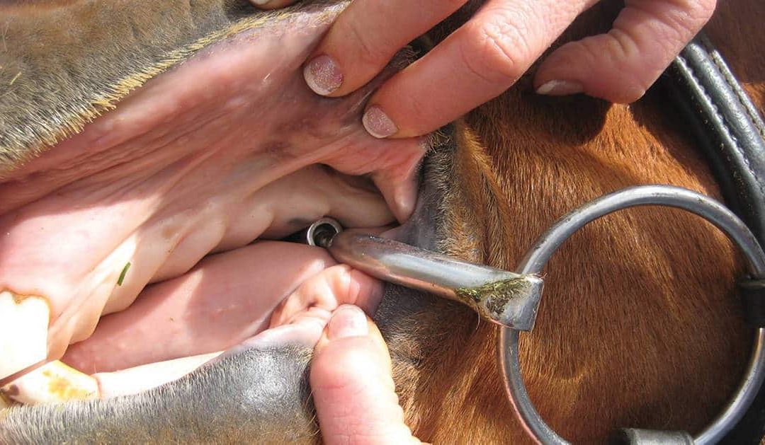 Ultimate Guide to Horse Bits: Broken Bits